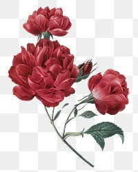 Red png French rose flower vintage hand drawn sticker