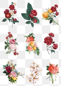 Botanical colorful flowers png watercolor hand drawn collection
