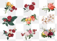 Botanical colorful flowers png watercolor hand drawn collection