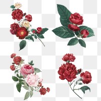 Luxury Valentine&#39;s red roses png watercolor illustration set