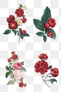 Luxury Valentine&#39;s red roses png watercolor illustration set