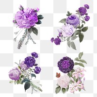 Elegant purple garden roses png hand drawn illustration set