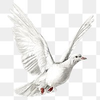 PNG hand drawn flying dove vintage illustration