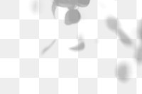 Png leaf shadow transparent background