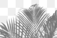 PNG palm tree shadow design element