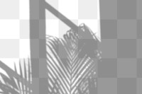 PNG palm tree and window shadow