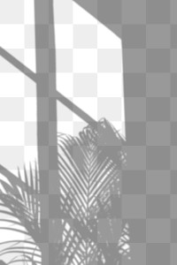 PNG palm tree and window shadow