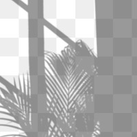 PNG palm tree and window shadow