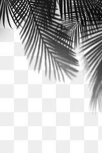 PNG palm tree shadow design element