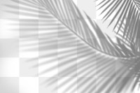 PNG palm tree shadow design element