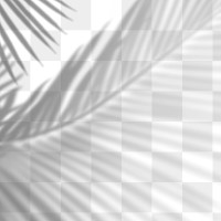 PNG palm tree shadow design element