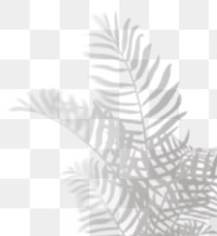 PNG palm leaves shadow design element