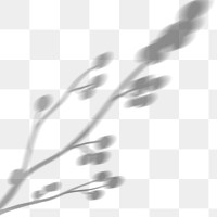 PNG blooming cotton branch shadow design element