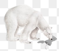 Png endangered starving polar bear eating trash to survive in global warming