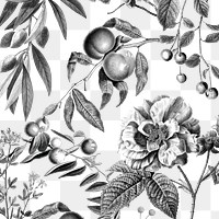 Pattern png rose and fruits elegant black and white floral illustration