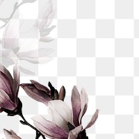 Png magnolia border transparent background