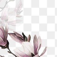 Png magnolia border transparent background