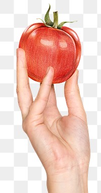 Png hand holding tomato illustration for healthy diet remixed media