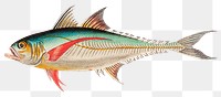 Vintage mackerel png sticker, remixed from public domain artworks