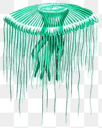 Vintage green jellyfish png sticker illustration, remixed from public domain artworks