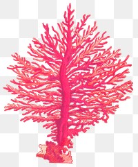 Vintage pink gorgonian coral png sticker illustration, remixed from public domain artworks