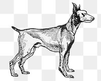 Png greyhound dog sticker in vintage style