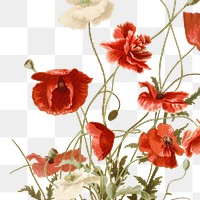 Vintage png poppy sticker illustration, remixed from public domain artworks