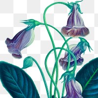 Png Brazillian gloxinia flower sticker illustration, remixed from public domain artworks