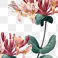 Vintage honeysuckle flower png floral sticker illustration, remixed from public domain artworks