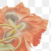 Png poppy flower sticker illustration, remixed from public domain artworks