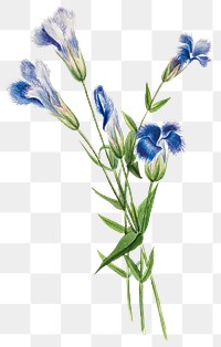 Png blue flower sticker illustration, remixed from public domain artworks