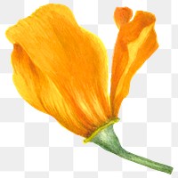 Png california poppy sticker illustration, remixed from public domain artworks