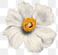 Poppy hand drawn sticker png, remixed from public domain artworks