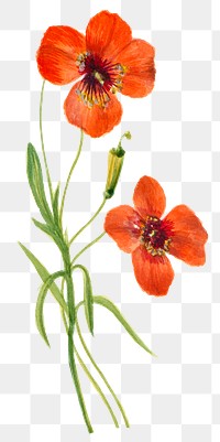 Png poppy flower sticker illustration, remixed from public domain artworks