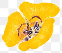 Vintage png mariposa lily flower floral sticker illustration, remixed from public domain artworks