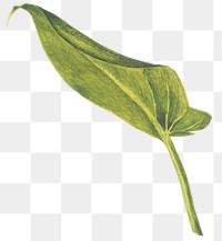 Vintage png leaf sticker illustration, remixed from public domain artworks