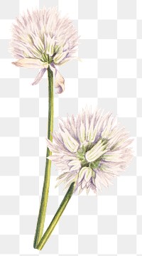 Vintage png flower sticker allium sibiricum floral illustration, remixed from public domain artworks