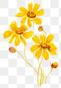 Vintage yellow flower png floral sticker illustration, remixed from public domain artworks