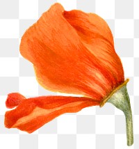 Png poppy flower sticker illustration, remixed from public domain artworks