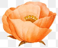 Vintage poppy sticker png illustration, remixed from public domain artworks
