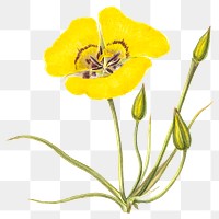 Blooming yellow flower png sticker illustration, remixed from public domain artworks