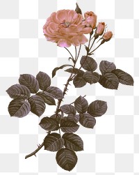 Vintage damask rose png floral sticker illustration, remixed from public domain artworks