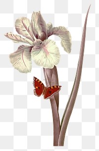 Vintage png Spanish iris flower sticker illustration, remixed from public domain artworks