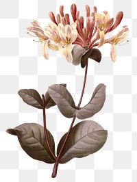 Vintage honeysuckle flower png floral sticker illustration, remixed from public domain artworks