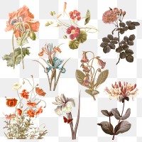 Colorful flower png sticker illustration set, remixed from public domain artworks
