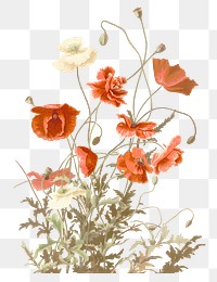 Vintage png poppy sticker illustration, remixed from public domain artworks