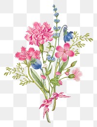 Carnation png flower in pink vintage hand drawn graphic