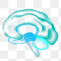 Brain png clipart for mental health care medical technology