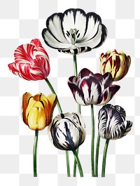 Tulip flower sticker, vintage botanical illustration, remix from the artwork of Robert Thornton