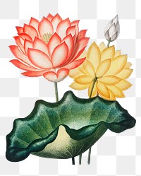 Exotic flower png sticker, Sacred Egyptian Bean botanical illustration, remix from the artwork of Robert Thornton